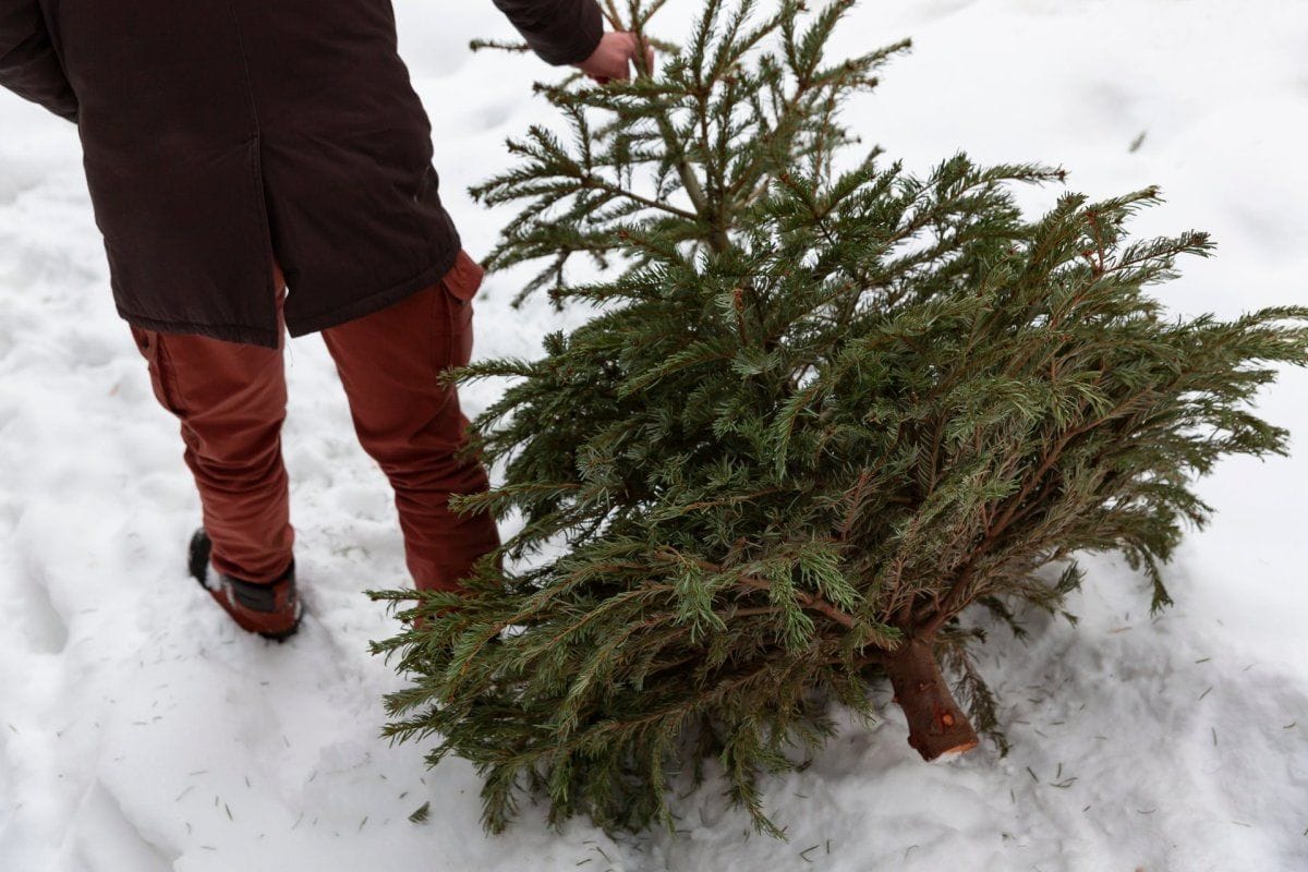 Gámar fyrir jólatré eru aðgengilegir frá 31.desember.