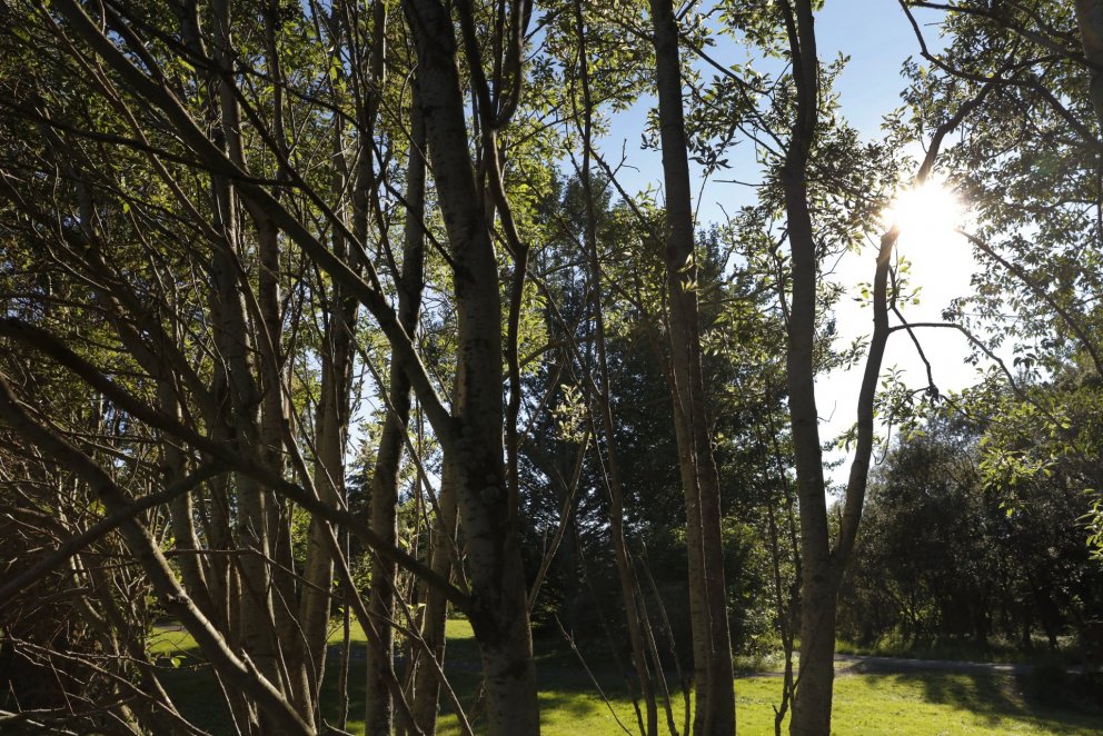 Kópurinn verður afhentur 16. maí.