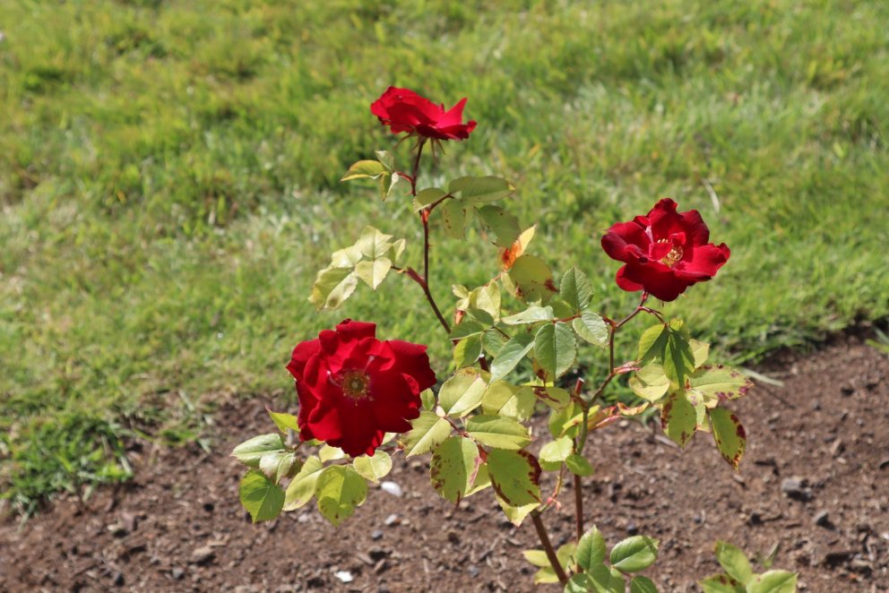 Rósirnar skarta nú sínu fegursta.