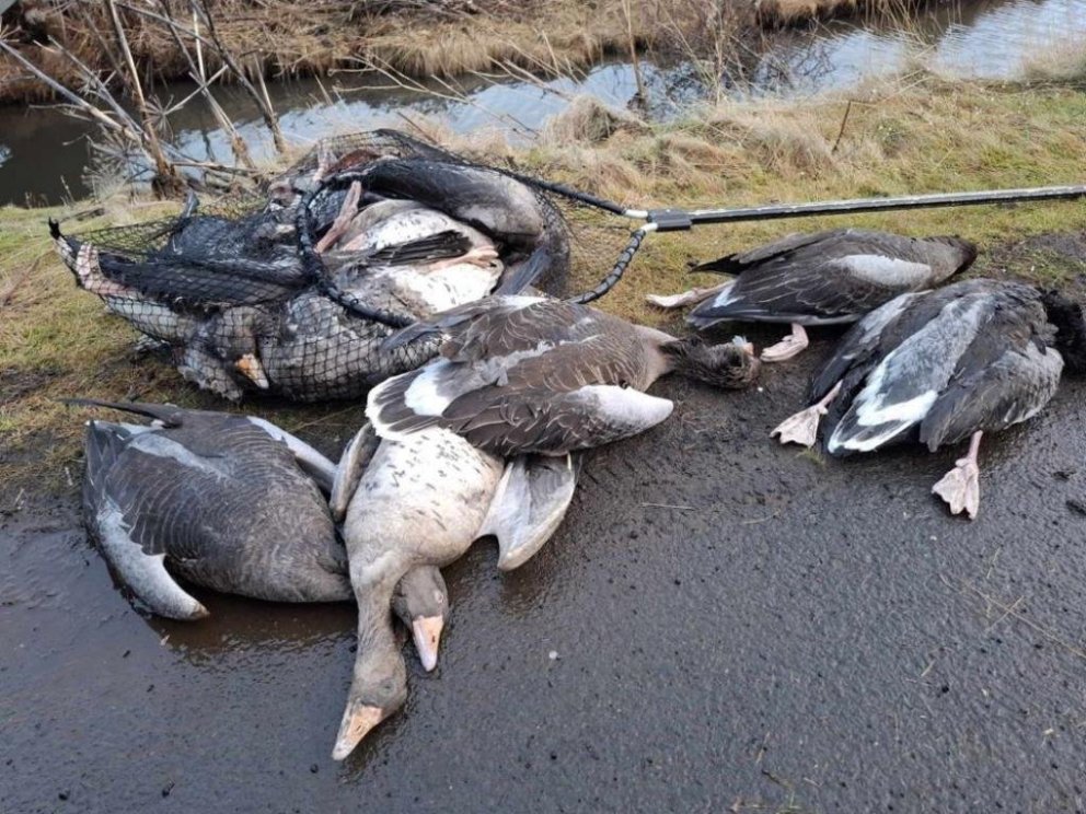 Dauðar gæsir í Vatnsmýri sem Dýraþjónustan sótti. Mynd/Reykjavíkurborg.