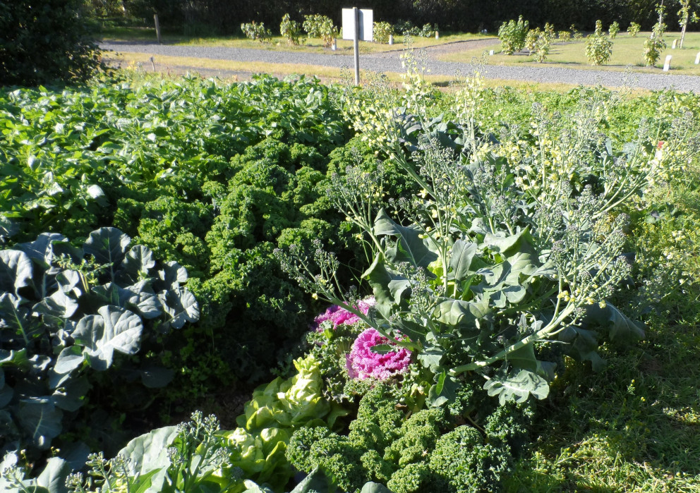 Ríkuleg uppskera í matjurtagarði í Kópavogi.
