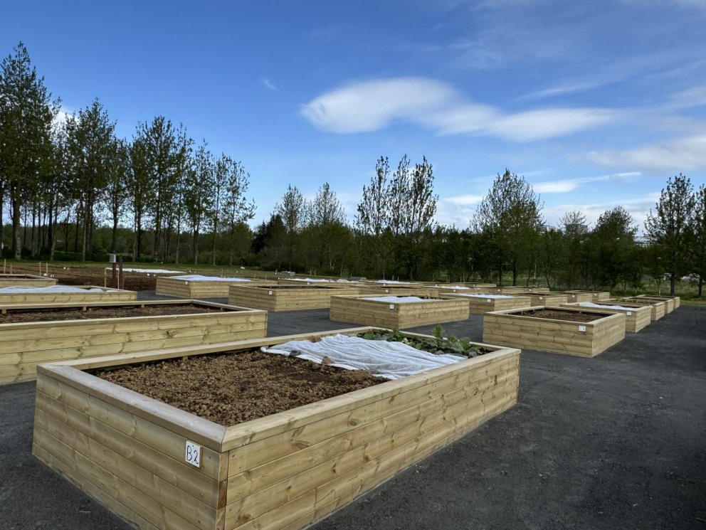 Frá garðlöndum við Víðigrund í Fossvogsdal.