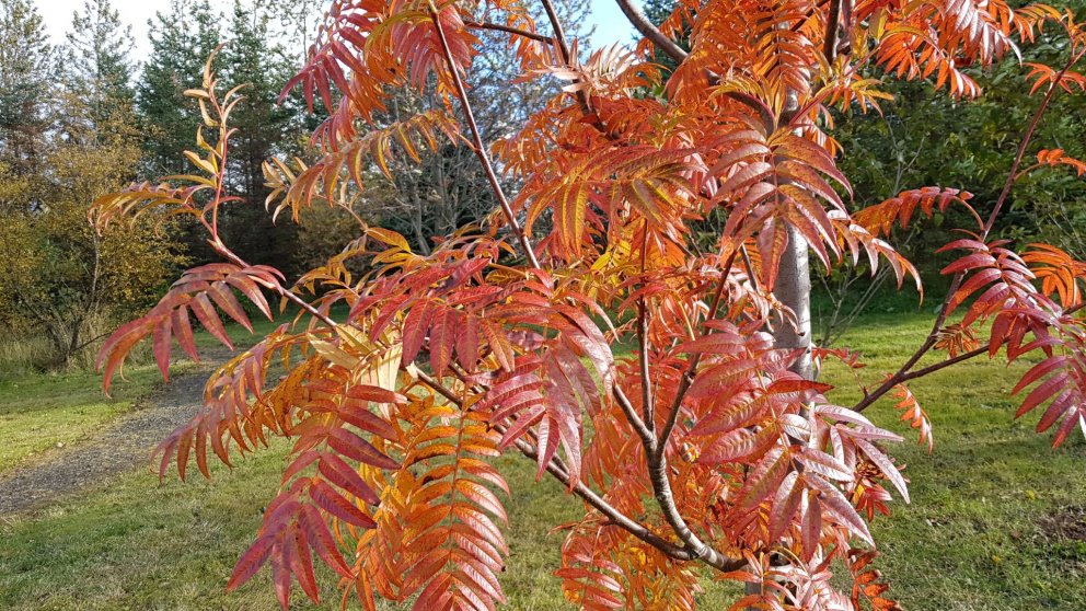 Tré sem skartar hinum fögru haustlitum