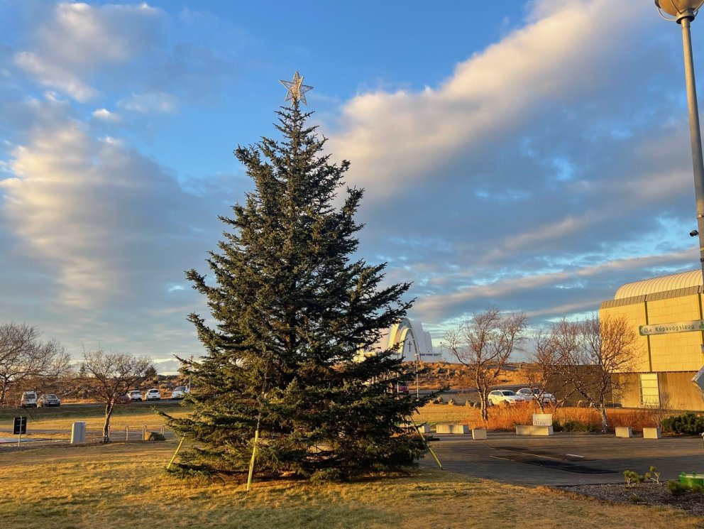 Bæjartréið kemur að þessu sinni úr Guðmundarlundi.