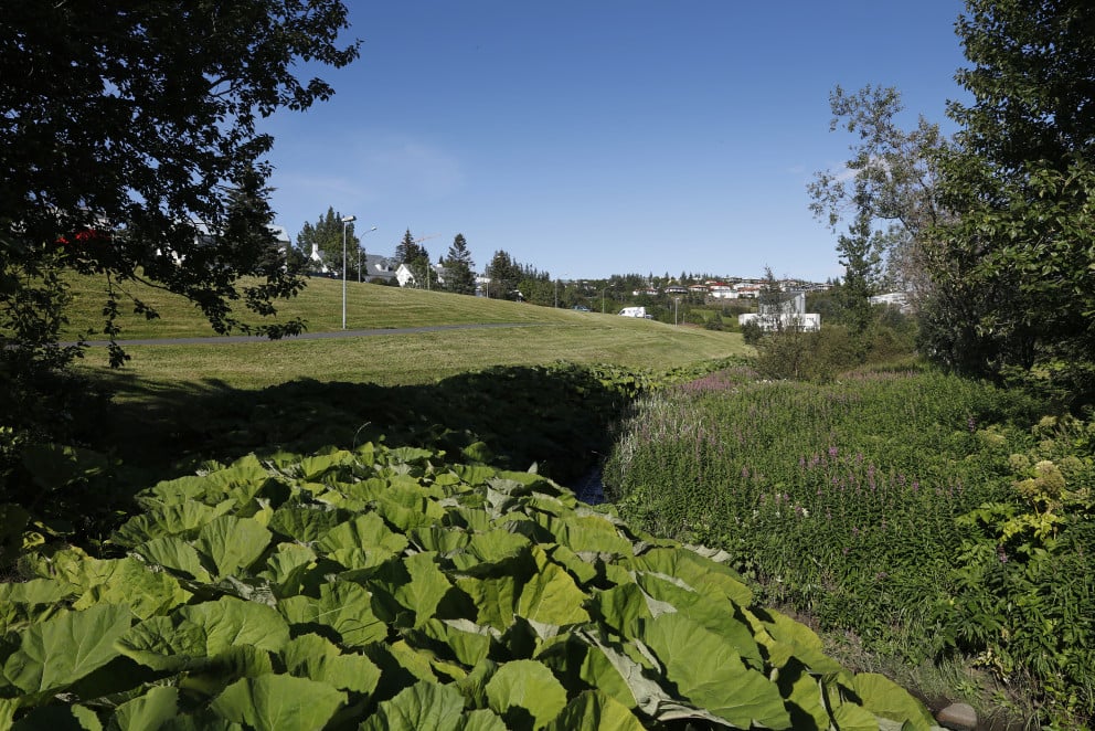 Kópavogsdalur á fallegum sumardegi.