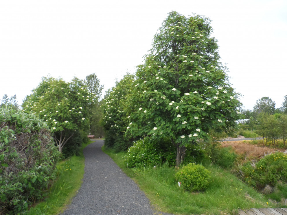 Reynitrá í trjásafninu í Meltungu, austast í Fossvogsdal.