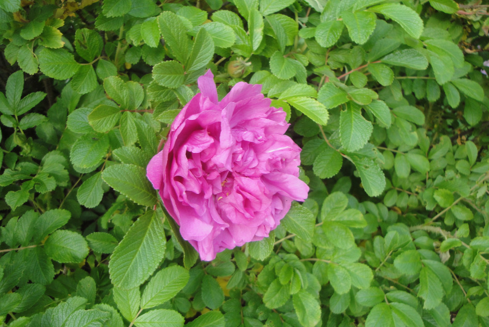 Rósategundin Jóhanna í blóma.