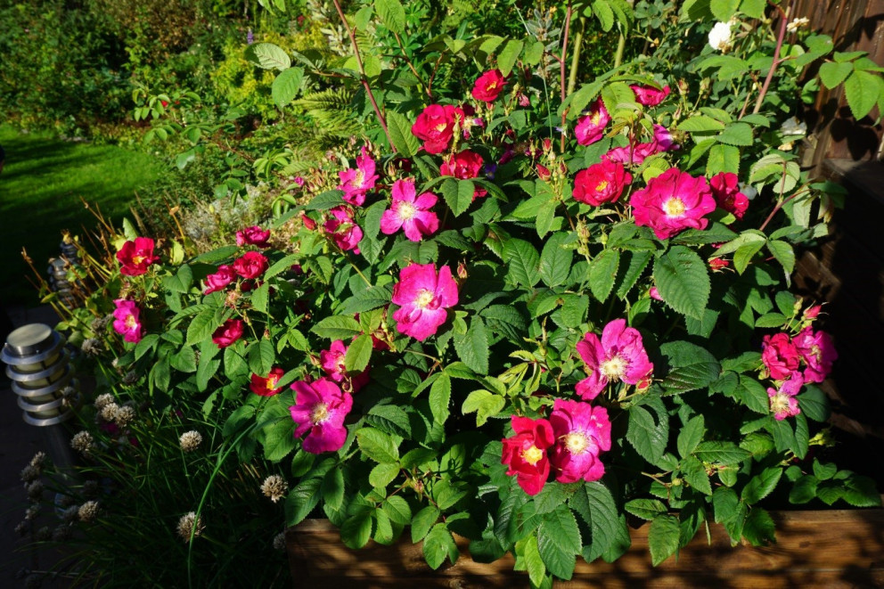 Rósir verða skoðaðar í rósagöngu í trjásafninu Meltungu, 31.júlí 2018.