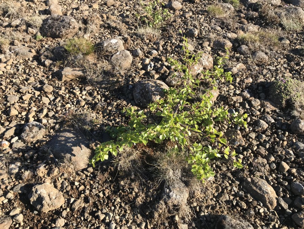 Ung birkiplanta í Selfjalli.