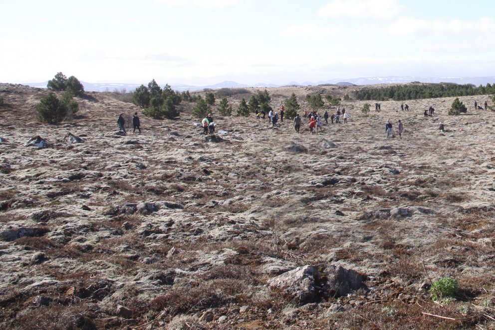 Skógrækt í nágrenni Guðmundarlundar.