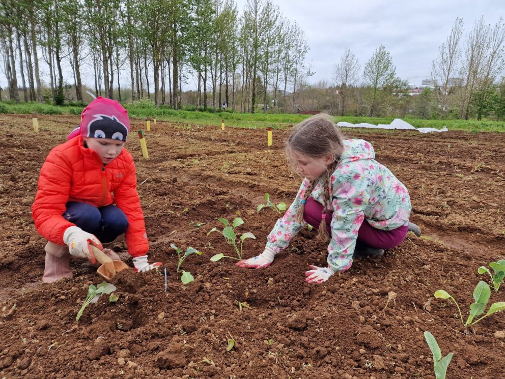 Skólagarðar hafa verið starfræktir í Kópavogi í fimmtíu ár.