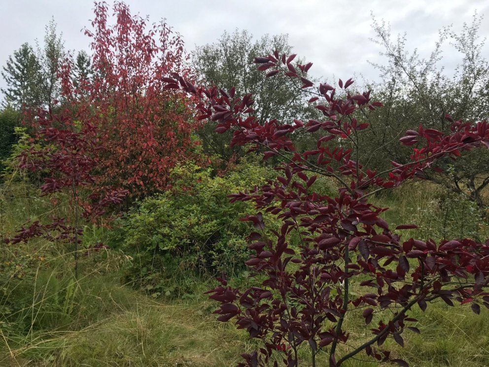 Trjásafnið er í Meltungu 6, austast í Fossvogsdal.