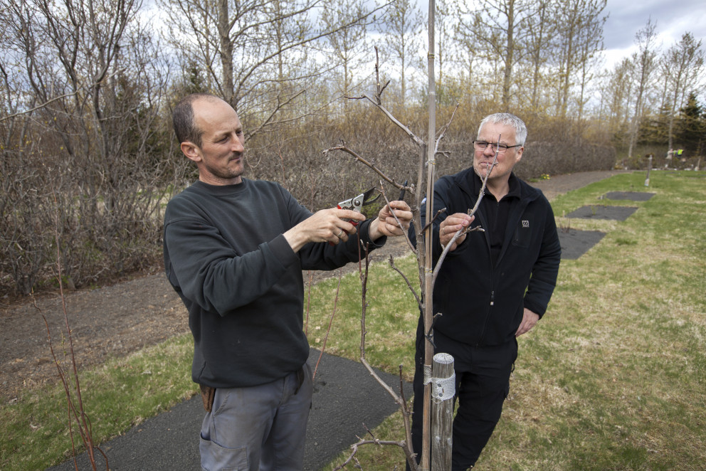 Frá fræðsludegi í Trjásafninu í Fossvogi 2016.