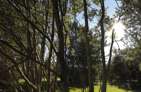 Kópurinn verður afhentur 16. maí.