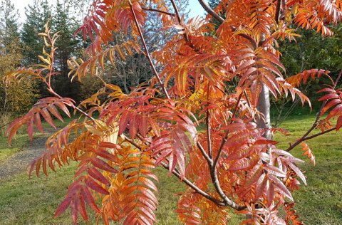 Jafnlaunastefna Kópavogs.