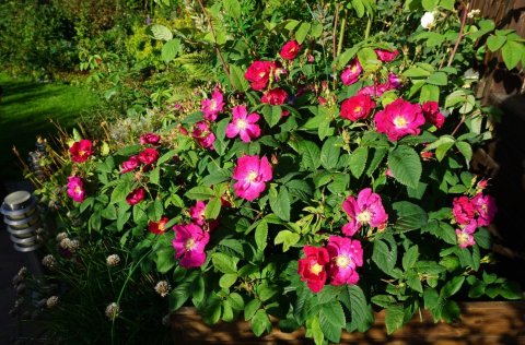 Sumardaginn fyrsta ber upp á 21.apríl að þessu sinni.