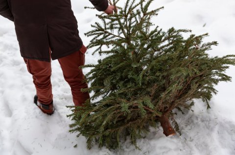 Gámar fyrir jólatré eru aðgengilegir frá 31.desember.