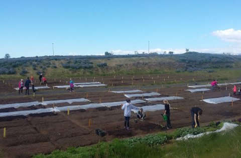 Skólagarðar Arnarnesvegi