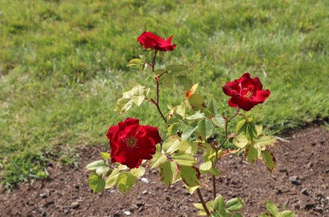 Rósirnar skarta nú sínu fegursta.