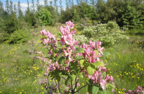 Falleg náttúran í Kópavogi