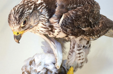 Fálkinn á Náttúrufræðistofu Kópavogs