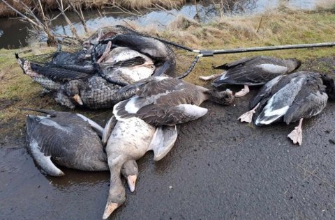Dauðar gæsir í Vatnsmýri sem Dýraþjónustan sótti. Mynd/Reykjavíkurborg.
