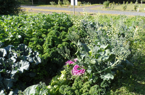 Ríkuleg uppskera í matjurtagarði í Kópavogi.