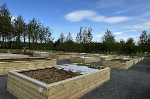 Frá garðlöndum við Víðigrund í Fossvogsdal.