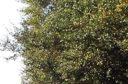 Trjágróður stendur út fyrir lóðamörk