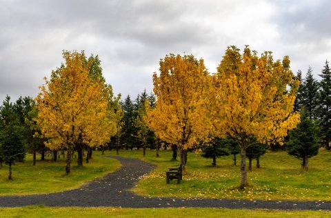 Haust í Guðmundarlundi.