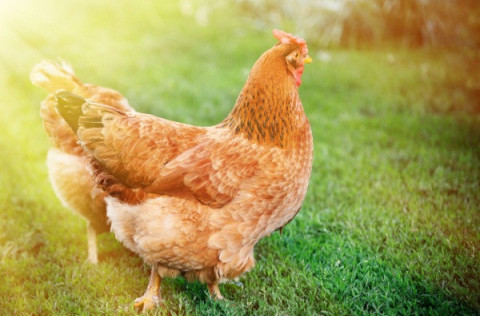 Hægt er að sækja um leyfi fyrir sex hænur en óheimilt er að halda hana.