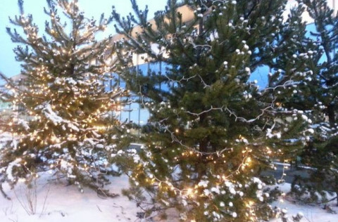 Jólatré skreytt með fallegum jólaljósum.