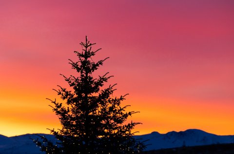 Jólatré í Kópavogi.