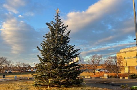 Bæjartréið kemur að þessu sinni úr Guðmundarlundi.