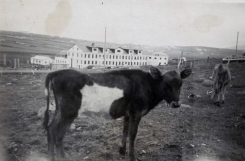 Kvígan Lukka og nýbýlið Lundur á sjötta áratugnum. Lundur stóð neðan Nýbýlavegar, þar er í dag fjöl…
