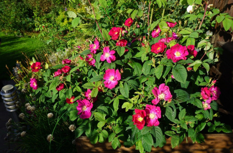 Rósir verða skoðaðar í rósagöngu í trjásafninu Meltungu, 31.júlí 2018.