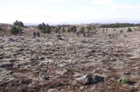 Skógrækt í nágrenni Guðmundarlundar.