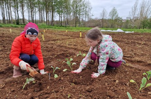 Skólagarðar hafa verið starfræktir í Kópavogi í fimmtíu ár.