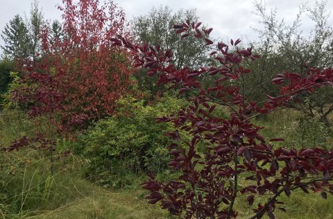 Trjásafnið er í Meltungu 6, austast í Fossvogsdal.