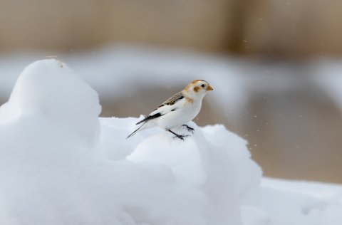 Boðið er upp á dagskrá í vetrarfríi grunnskóla í Kópavogi.